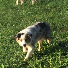 Kami - Australian Shepherd