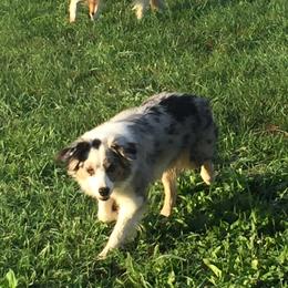 Kami - Australian Shepherd