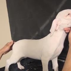 Girl 3 - White Dogo Argentino puppy in California from First-Class Lineage