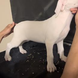 Girl 3 - White Dogo Argentino puppy in California from First-Class Lineage
