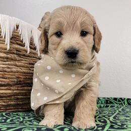 Alice - Apricot female Goldendoodle puppy in Temecula, California from Oodles O'Doodles