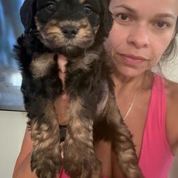 Peach - Phantom female Bernedoodle puppy in Southampton, Pennsylvania from Pumpkin Patch Doodles