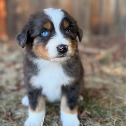 Boy 2 - Blue merle male Australian Shepherd puppy in Oakridge, Oregon from Middle Fork Australian Shepherds