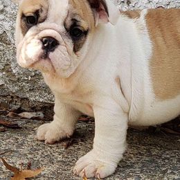 Bulldogs from Absolut Bulldogs