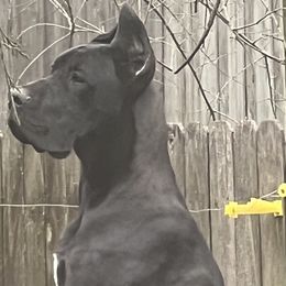 Zuzu - Great Dane