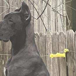 Zuzu - Great Dane