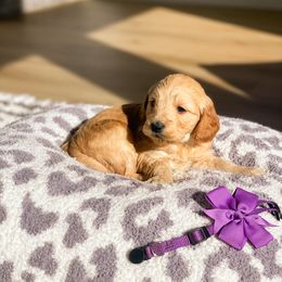 Goldendoodle Puppies from Bundy Farm