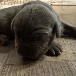 Boy 1 - Gray male Cane Corso puppy in New York from Ironside Cane Corso