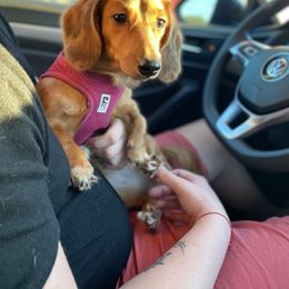 Dachshund All Grown Up from Briana's Dachshunds