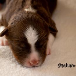 Graham - Red tri male Miniature Australian Shepherd puppy in Blackfoot, Idaho from Bellewynd Acres