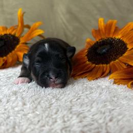 Midnight - Black tri male Toy Australian Shepherd puppy in Quincy, Michigan from Ivy Meadows and Friends