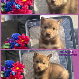Jinbe - Red and white female Siberian Husky puppy in Canton, Ohio from Bleu Skies Siberian Huskies
