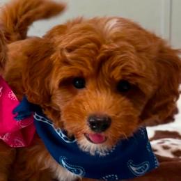 Rascal - Red  male Goldendoodle puppy in Saint Cloud, Florida from Rising Star Kennels