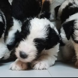 Bernedoodles, Old English Sheepdogs, and Sheepadoodles from American Doodles
