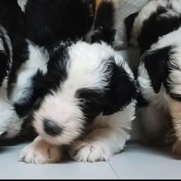 Bernedoodles, Old English Sheepdogs, and Sheepadoodles from American Doodles