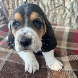 Red - Black brown and white female Basset Hound puppy in Hay Springs, Nebraska from Rain and Snow Bassets