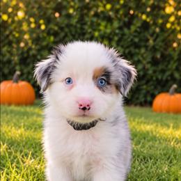 Cubone - Blue merle male Australian Shepherd puppy in Riverside, California from Aus Cal (Aussies of soCal)