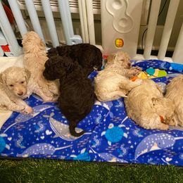 Lagotto Romagnolo Puppies from Yellow Brick Road Lagotto Romagnolo