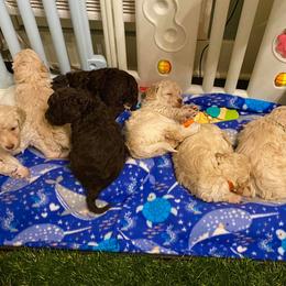 Lagotto Romagnolo Puppies from Yellow Brick Road Lagotto Romagnolo