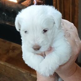 Lisa - White female Miniature Schnauzer puppy in Muskogee, Oklahoma from A&W Miniature Schnauzers