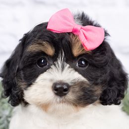 Bella - Brown white and tan female Cockapoo puppy in West Valley City, Utah from Firm Foundation Cockapoos