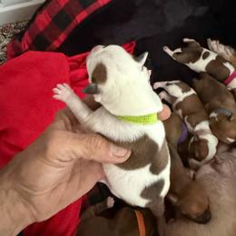 Girl 2 - White and red female Staffordshire Bull Terrier puppy in Port Saint Lucie, Florida from Southern Staffies