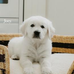 Bear - Light golden male Golden Retriever puppy in Manti, Utah from Arrowhead Kennels