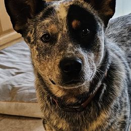 Australian Cattle Dog and Miniature Schnauzer Puppies from B & E Farms