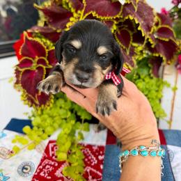 Pip - Black and cream female Dachshund puppy in Middleton, Idaho from Doodle Doxie