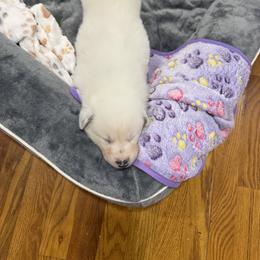 Border Collie Puppies from Hidden Creek