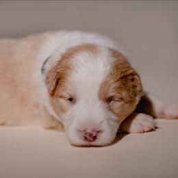 Turbo - White and gold male Border Collie puppy in Fresno, California from Alpine Tails