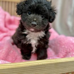 Jagger - Brown and white male Aussiedoodle puppy in Science Hill, Kentucky from Southern Paws Kennels