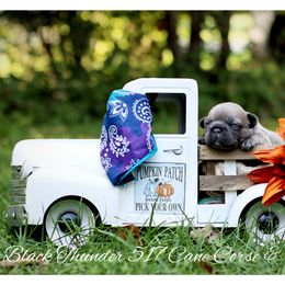 Dachshund and French Bulldog Puppies from Black Thunder 517 Cane Corso and Dachshunds