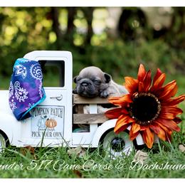 Dachshund and French Bulldog Puppies from Black Thunder 517 Cane Corso and Dachshunds