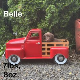 Belle - Chocolate female Labrador Retriever puppy in Tigard, Oregon from Morrison Labrador Retreivers