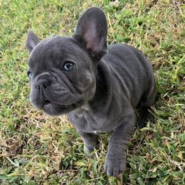 French Bulldogs from A&E Frenchies