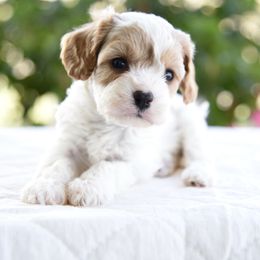 Abby - Blenheim female Cavapoo puppy in Lawton, Oklahoma from Lindsey’s Cavies