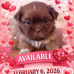 Red - Liver male Shih Tzu puppy in Berkeley Springs, West Virginia from Sandridge Shih Tzus