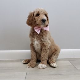 Goldendoodle Puppies from Doodles Pups of NY