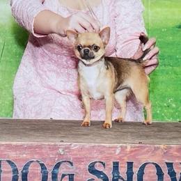 Jackie - Chihuahua