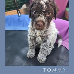 Boy 3 - Brown roan male Lagotto Romagnolo puppy in Salida, California from Harper's Lagotti
