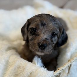 Jelly Bean - Merle female Cockapoo puppy in Morehead, Kentucky from Critter Springs Farm