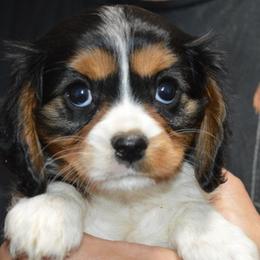 Rose - Tri-color female Cavalier King Charles Spaniel puppy in Townville, South Carolina from Mid Lake Cavaliers