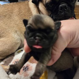 Fawn Boy 1 - Fawn male Pug puppy in Pinson, Alabama from Circus Pugs & Frenchies