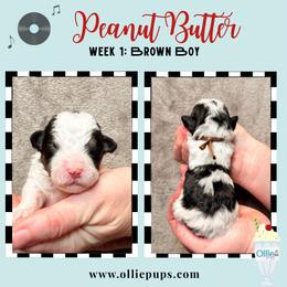 Peanut Butter - Black and white male Bernedoodle puppy in Boiling Springs, South Carolina from OlliePups, LLC