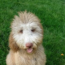 Goldendoodle All Grown Up from Lavender Field Doodles