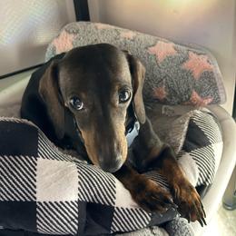 Roo - Dachshund