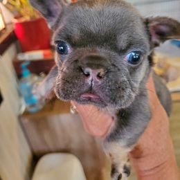 French Bulldog Puppies from Basket of love bulldogs