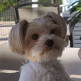 Thor - Yorkshire Terrier