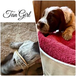 Juniper - Brown and gray female Wirehaired Pointing Griffon puppy in California from Rocking S Griffons